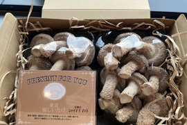 【父の日ギフト】大田区で収穫！東京福しいたけギフト用（600g・パック包装）