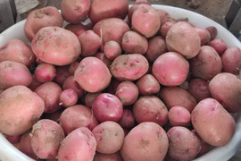 🥔どの組み合わせが届くかお楽しみ！旬のじゃがいも2品種食べ比べセット 約3kg｜農薬・化成肥料不使用🥔