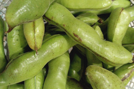 そら豆とフキと小松菜のセット【数量限定❗❗】子供に食べさせたい野菜😋ばぁばのモノスゴイ野菜🍅🍆🌽✨✨✨✨✨