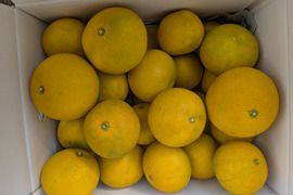 最小限の農薬除草剤未使用　和歌山県橋本市産八朔サイズM以上(約9〜10キロ箱込み)