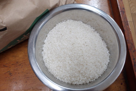 新米　岩槻産コシヒカリ２ｋｇ(精米済）