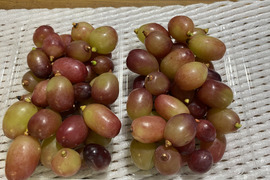 【粒売り】クイーンルージュ1kg☆長野県産