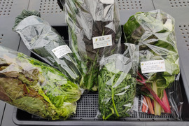 ✨【宝探しBOX】畑の「もったいない」を詰め合わせ！もったいないを美味しく救う！旬の不揃い訳あり野菜おまかせ便（Sサイズ）✨農薬・化成肥料不使用