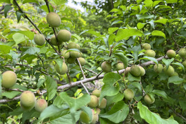 自然栽培　小梅　約10kg　サイズ混合　静岡県産　外観不良あり