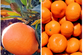 【家庭用】12月の柑橘セット まどんな2kg×愛媛みかん2.5kg