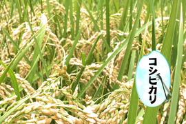コシヒカリ・白米無洗米（5kg）【栽培期間中　農薬・化学肥料不使用】
