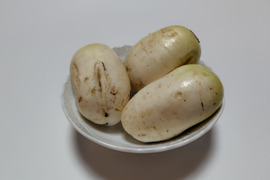 おろしそばに最適! 福井県産 辛味大根B品(品種名:旭山) 400~600g