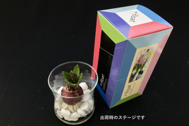 香り豊かなヒヤシンス紫１球入れ🌼
ガラスベース付き　おしゃれなギフトボックス入り【期間限定】