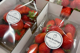 【不揃い･やよいひめ】宮城蔵王産 いちご 250ｇ×4ｐ