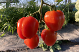 【食べ比べ】 1名限定！ミニトマト・中玉トマト3種セット　1.6kg