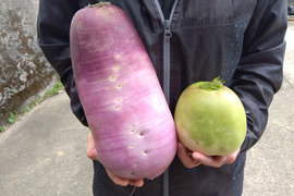 再設定：MOTO YAOYAMUSUMEさん専用 紫干し芋のシッポ２００ｇを２パックと訳アリ紫大根・紅芯大根（４：１）の組合せに季節野菜盛り込み （100cmの箱に入るだけ）