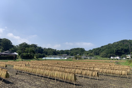 ひとめぼれ 玄米5㎏　農薬・肥料不使用　天日干し！