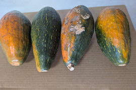 【サラダカボチャ】訳あり　有機JAS認証取得　万次郎生まるごと　４個入（約7.6kg）