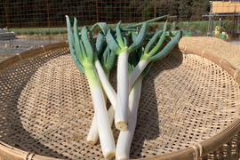 【大自然で育った、あま〜い長ネギをお届け】兵庫県香美町産長ねぎ1ｋｇ（箱入約10本）採れたて発送《白ネギ》