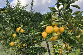 【農薬不使用】熊本金峰みかん約5キロ