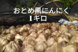 おとめ黒にんにく1キロ (熊本産 農薬・化学肥料不使用)