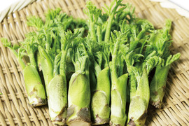【2月21日頃から発送】タラの芽 300g (100g×3)  真ダラ 西根の森 数量限定 収穫直後の新鮮なタラの芽をお届け