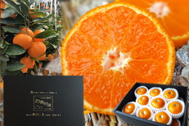 【夏ギフト】【お中元】とろける甘さのハウスみかん！果汁たっぷり！冷蔵庫で冷やしてやみつき！ネットで話題の「蜜ツ星（みつぼし）」　黒化粧箱(大)　Ｌサイズ　秀品　１８玉入　【商品番号09】「熨斗対応可」