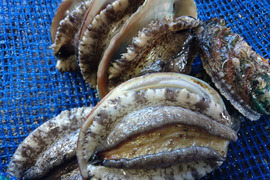 養殖活アワビ1キロ（約10～15個入り）　愛媛宇和島産　生きたままお届けします