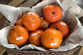 【希少3品種　柿食べ比べセット訳ありお値打ち1.2㎏】愛秋豊・太雅・太豊(栽培期間中　農薬不使用)