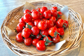 とろける完熟プチぷよトマト800g（200g×4p）皮を感じない新食感トマト