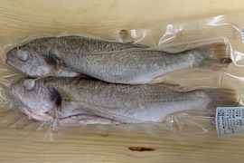 【特別価格】鮮魚3種セット(イシモチ・小サバ・ニベ)