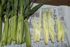 ヤングコーン70本(宮城～関東～三重）