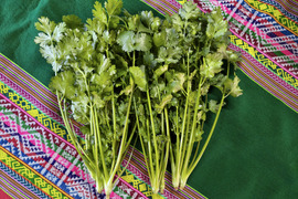 香りが違う！採れたて新鮮パクチー🌿５００ｇ｜エスニック料理に｜パチャママ農園　Fresh Pakuchi (Cilantro / Coriander)
