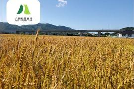 鳥取県八頭町産小麦/農林61号/30KG（未製粉）