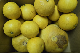 ★訳あり　80サイズ　3.5キロ～　完全自然栽培品　コンボ商品　晩白柚（ザボン） 2玉　文旦 15玉