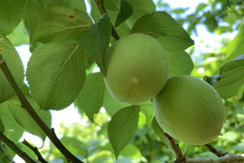 まじりっけなし！自然栽培の青梅（白加賀）1kg