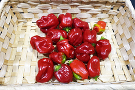 【お試し】伝統の味！ぼたんこしょう（約200g）農薬・化学肥料不使用