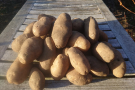 【ちょっと訳有❗】じゃがいも【ホッカイコガネ】大きさ色々　80サイズ　4.7kg　
※商品説明をご一読の上、「常温便」、「クール便」をご指定下さいませ