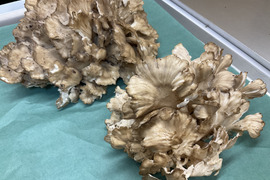 【天然茸】天然舞茸/まいたけ/旨味と食感が最高/香り爆発/900g