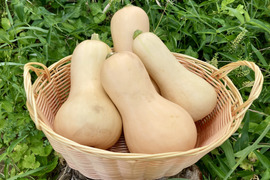 ★栽培期間中農薬肥料不使用！！★ねっとりと甘い！！【バターナッツかぼちゃ】約2.7キロ