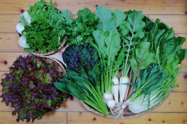 【農薬化学肥料不使用】おまかせ野菜セット【８種類以上の野菜】【金曜日発送】【あわせ買い可】【熨斗(のし)対応可】【８０サイズ箱】