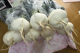 桜島産桜島大根干し大根50㌘　5袋