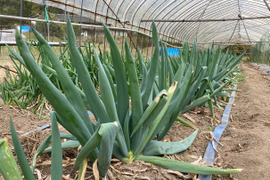 【農薬・化学肥料不使用】　下仁田ネギ　約１ｋｇ　令和６年岐阜県産