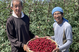 生ハイビスカス（ローゼル）業務用8kg！ 残暑の疲労回復におすすめ！新鮮で、甘酸っぱく、しっかりとした果肉をお届けします！