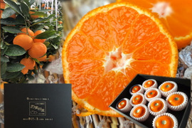 【夏ギフト】【お中元】とろける甘さのハウスみかん！果汁たっぷり！冷蔵庫でキンキンに冷やしてやみつき！ネットで話題の「蜜ツ星（みつぼし）」黒化粧箱　Ｌサイズ　秀品　１０玉入【商品番号05】「熨斗対応可」