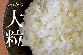【令和6年産】大粒で冷めても美味しい！ 特別栽培米ひゃくまん穀（白米）5kg 　石川県産