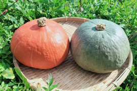 カボチャ 紅白セット(約2.5kg 2玉）べにくり＆雪化粧！【冬ギフト】