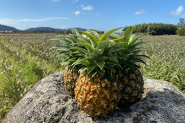 農薬節約栽培パイナップル（ピーチパイン） 小玉 3個　600〜800g （600g×4個）