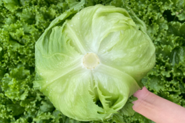湧水育ちの朝採れレタス4玉