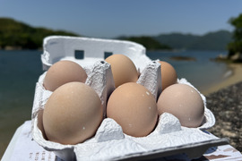 ＼瀬戸内の離島から／太陽の恵みが詰まった！こだわりのコーチン種 平飼い有精卵✨６個入り6パック  黄身も白身も、驚くほど力強い！玉子かけご飯にも✨