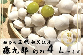 幻の特大サイズ　銀杏の王様【藤九郎】超大玉４Ｌ　たっぷり５００g