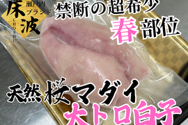 【市場にほとんど出回らない】超希少天然国産『桜真鯛大トロ白子』初登場🐟長州床波ブランド数量極少【5月上中旬予約】