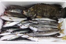 鮮魚セット ８ｋｇ入 魚介セット 小魚 未利用魚 低利用魚 定置網 刺身 刺し身焼き魚 煮魚 お魚詰め合わせ セッパ マイワシ　イシモチ  等まるごと