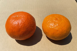 濃厚なカラマンダリンとジューシーなセミノール約10kg