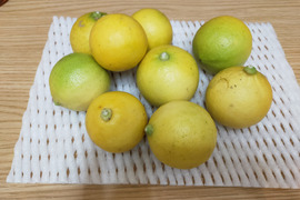 【愛知県産】心奪われる香り　温室ベルガモット（果皮：黄緑色～）　ご自宅用　4.5㎏